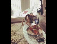 Dog ambulance halloween costume