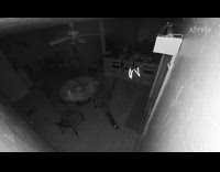 Collab PLC - Cat bully other cats security camera night