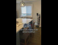 Two cats sitting at island table 