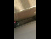 Grey white dog red ribbons bearded dragon