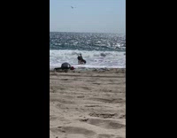 Man crawl jump swim beach waves tiktok