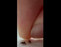 Woman feeds jumping spider with fruit fly