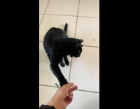 Girl feeds black cat named ozzy broccoli 