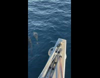 Dolphins swim under the boat of the filmer