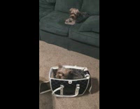 Small brown dog hops into bag when told to get in bag