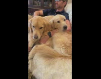 Golden retrievers cuddle with guy 