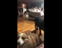 Woman calls labrador but corgi runs instead