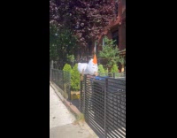 Large Olaf plushy lay on fence street