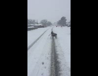 Black dog carries leash back home snow 