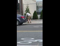 Guy film dog ride on skateboard street