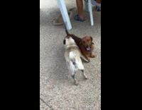 Woman snaps whistle calls pug and dachshund