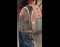 Woman on subway train wearing a see through backpack with a snake  
