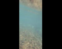 School of salmon swims fast on the water stream