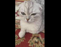Grey white cat yawns red rug 