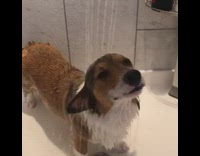 Collab KaleSaladIG - Dog loves bath time