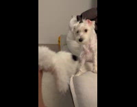 Dog stares awkwardly at plush toy