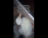 Woman annoyed with moms noisy pet duck 