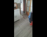 Black white cat walks with stick toy