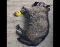 grey dog shaking while laying down on ground 