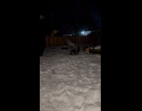 Dog running around yard having zoomies