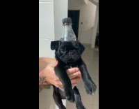 Pug as Coca-Cola Zero Sugar