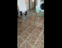 Filmer shakes bag of food dog approach