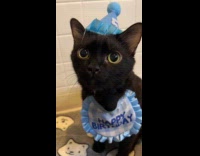 Birthday cat meowing on tiny microphone