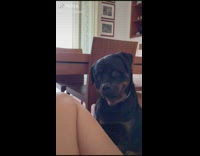 Dog Walks to Submitter then Smiles Beautifully