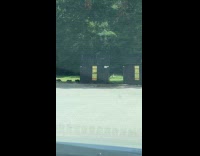 Raccoon family scavenge dumpster mother bring pizza