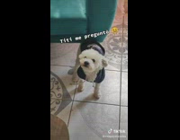 Small white dog dances to Bad Bunny 