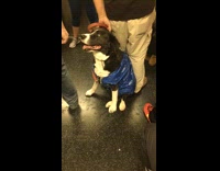 Black white dog wears blue plastic ikea bag on the subway