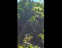 Birds on tree chirps near the filmer