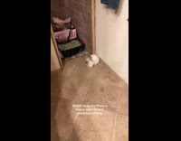 White bunny throws tantrum