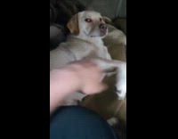 Dog lie down growls when stopped petting