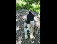 Pet dog corgi barks in slow motion