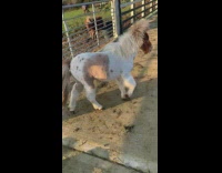 Collab Clips mpugc - Horse slips and falls recovers