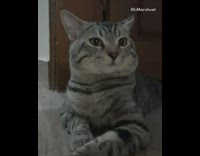 Grey cat laying down looks around winks