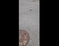 Woman sees possum roaming on street 