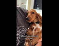 Dog held and kissed by man yawns