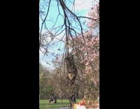 Raccoon hangs onto tree branch at park 