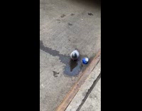 Pigeon drinks water from a street puddle