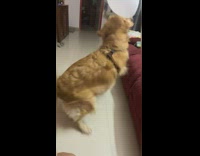 Golden retriever dog tries to grab balloon with his mouth