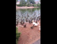Many ducks from pond go to land
