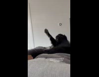 Dog walks out on hoomans