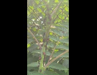 Collab WINY - Lots of lanternfly on plant stem