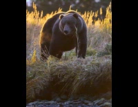 Huge Kodiak bear walks on river bank
