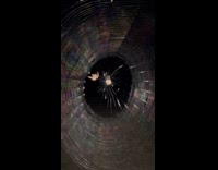 Spider building spider web on submitters patio