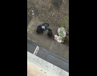 Two men fight over trashbags filled with recyclable aluminum cans, break open bags