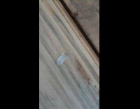 Grey bug walks across wood small dog