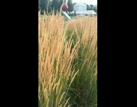 Woman red stripes bikini garden park photoshoot